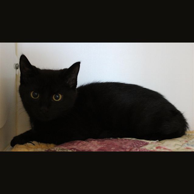 Photo of Shadow