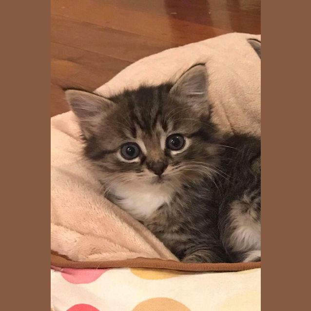Photo of Muffy 