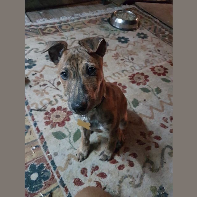 Photo of Link ... Delightful Puppy