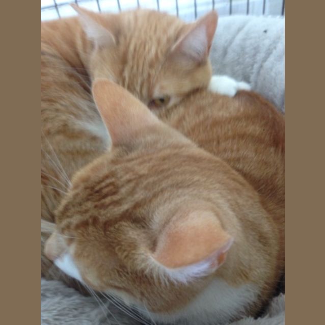 Photo of Apricat & Coral 