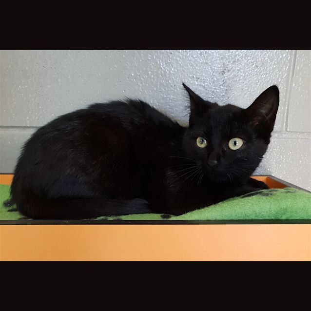 Photo of Pixie