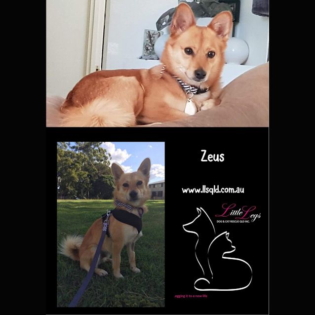 Photo of Zeus 