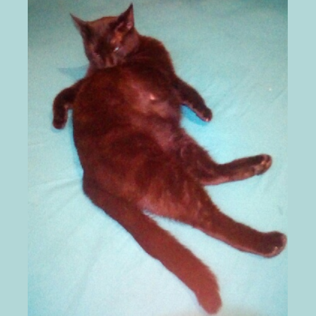 Photo of Luna (Nee. Rose)