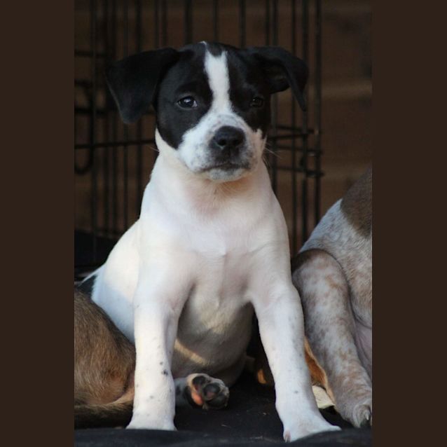 Photo of Bindi