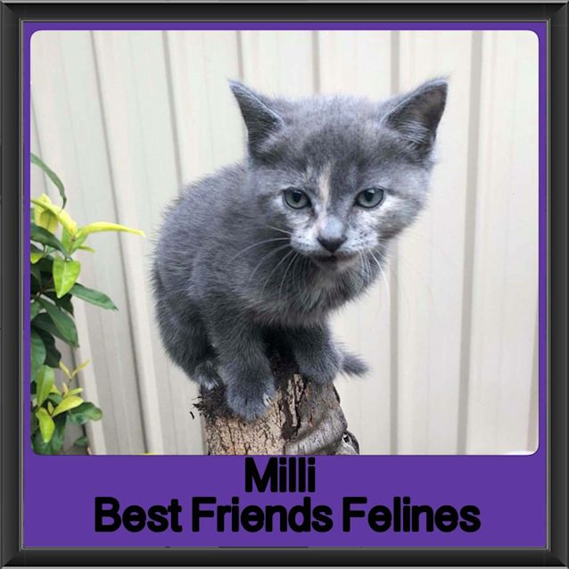 Photo of Milli 