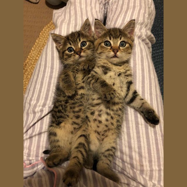 Photo of Kit 'N' Kat