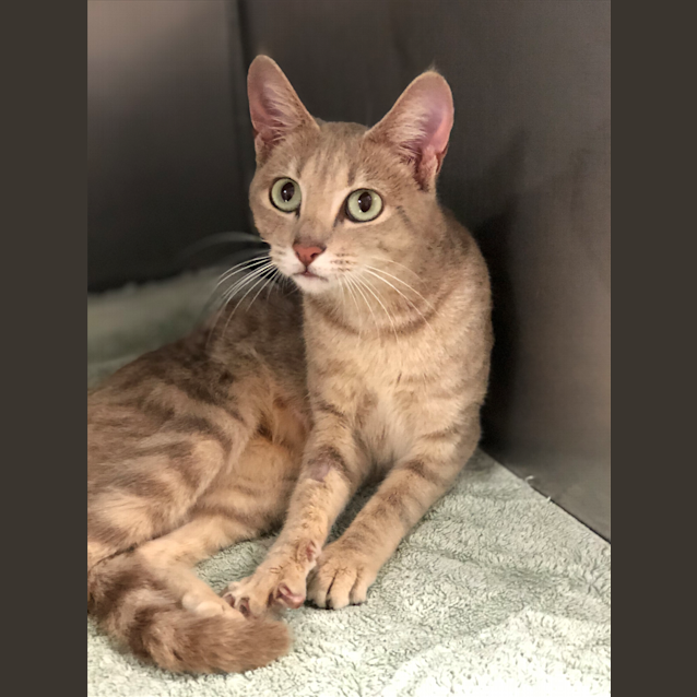 Photo of Custard