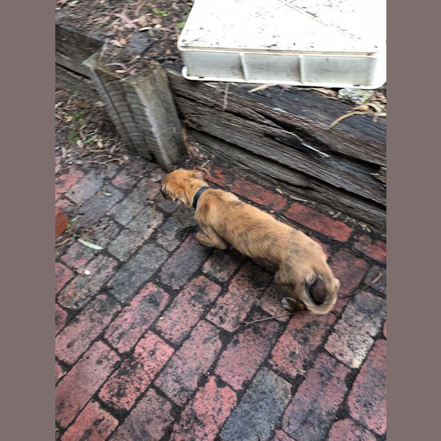 Photo of Leonard... Lives With A Cat And Loves It