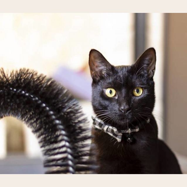 Photo of Jett