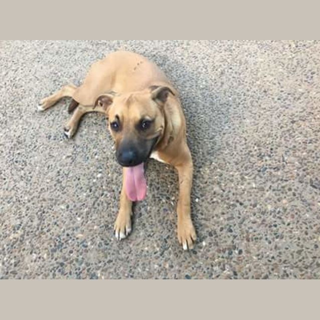 Photo of Archie (Adoption Pending)