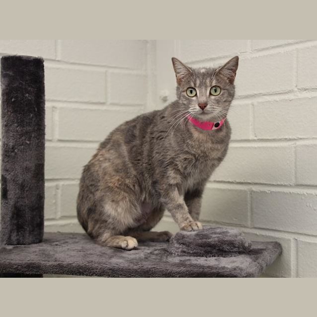 Photo of Gloria (1646)