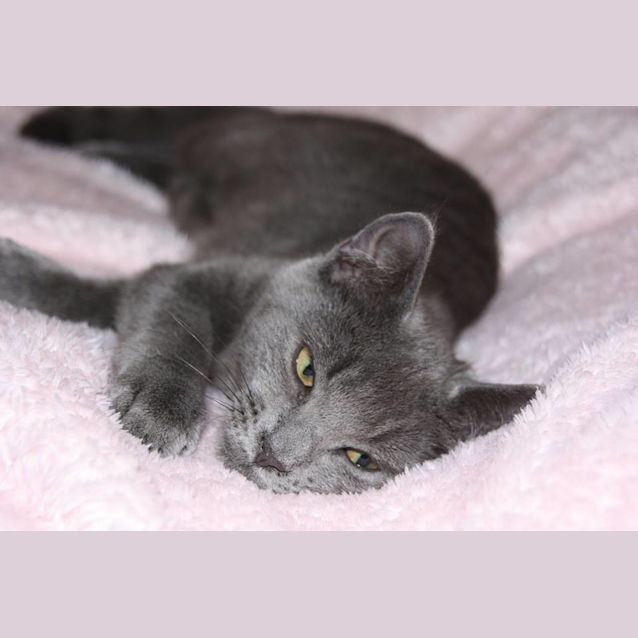 Photo of Violet 