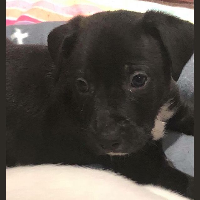 Photo of Puppy Cole Dl1925
