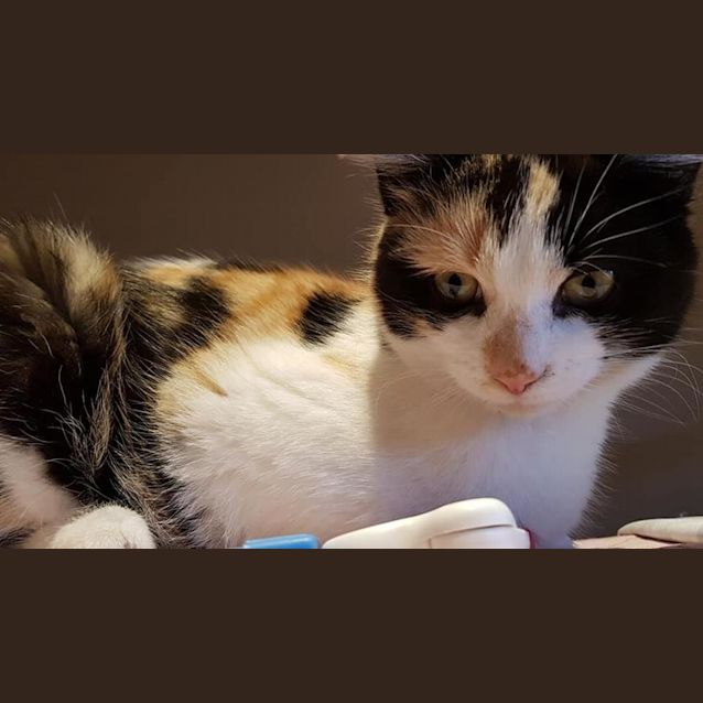 Photo of Taffy The Sugar Sweet Kitten!