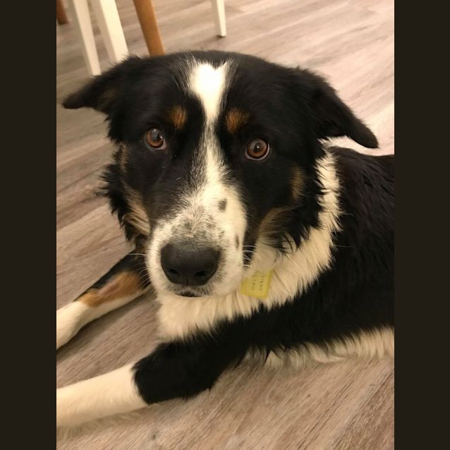 Photo of Archie  **On Trial**