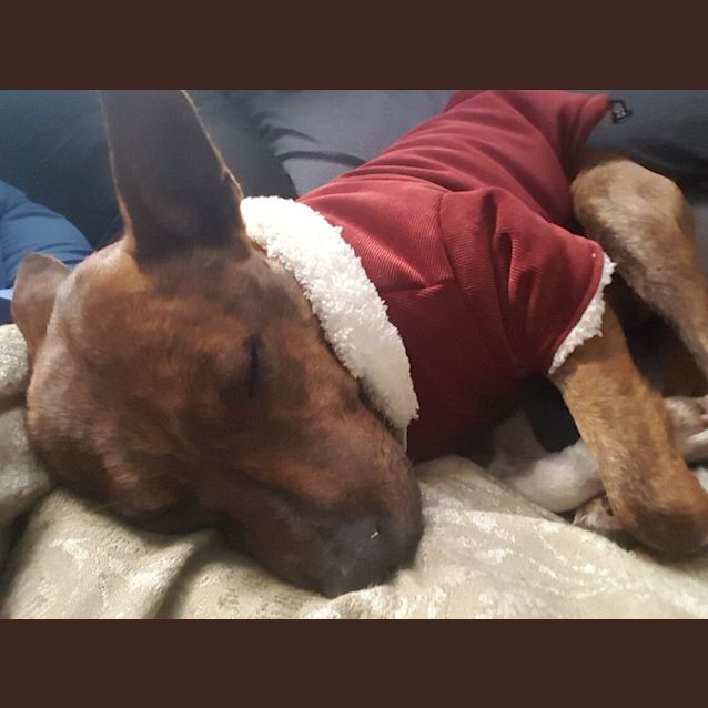 Photo of Brandy