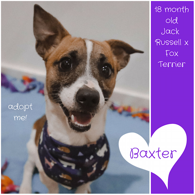 Photo of Baxter ~ Jack Russell X Foxy (On Trial 30/7/18)