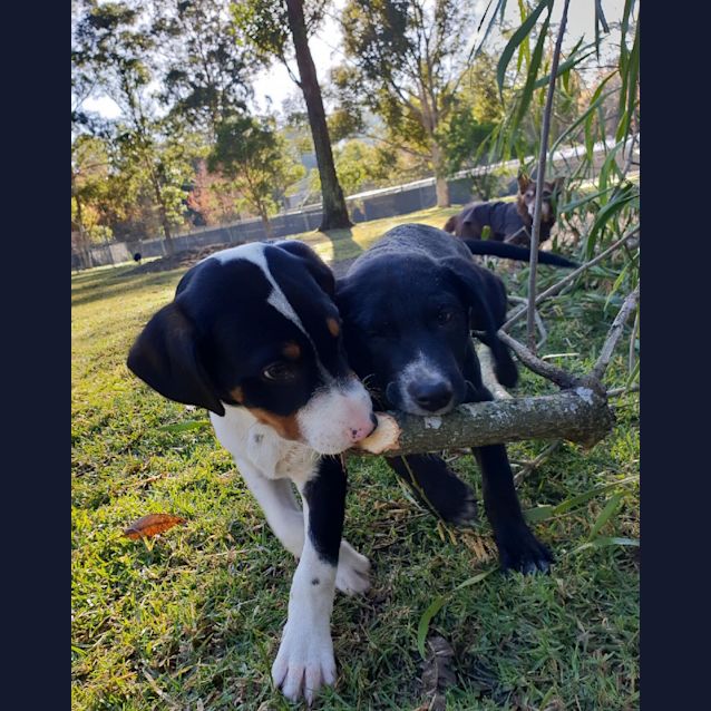 Photo of Oreo