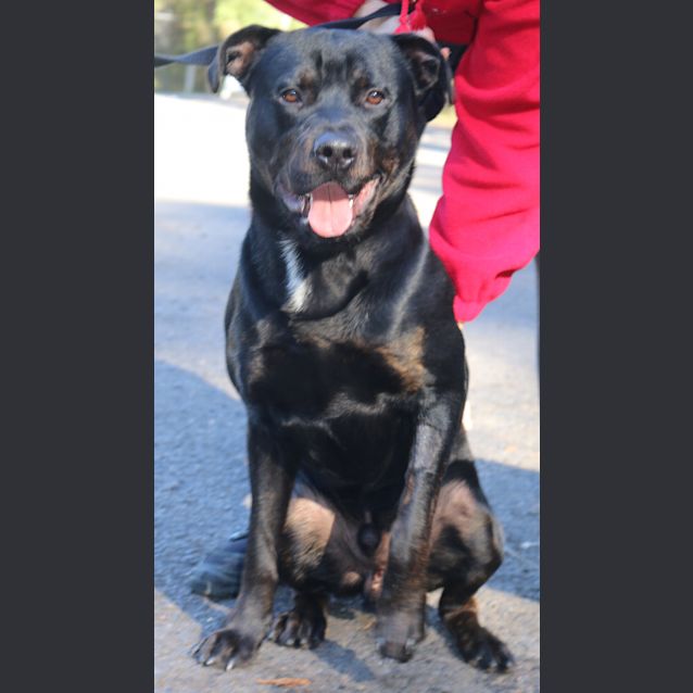 Photo of Rocco