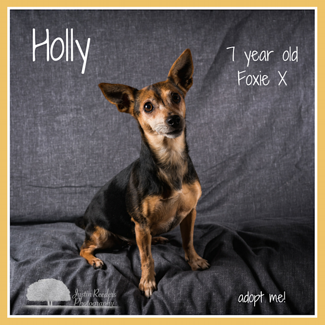Photo of Holly ~ 6 Year Old Foxie X (On Trial 14/7/18)