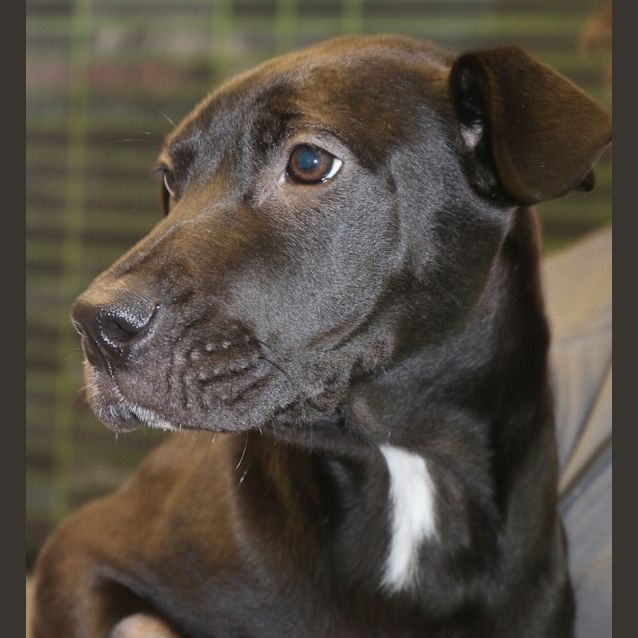 Photo of Onyx