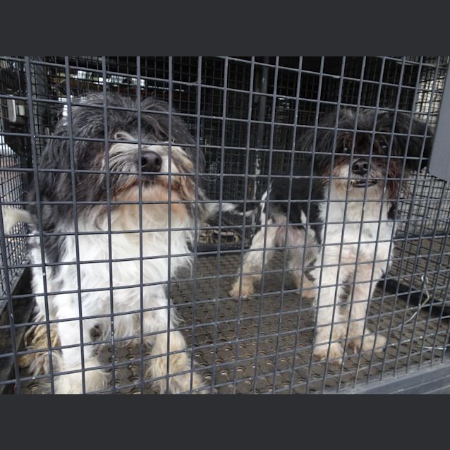 Photo of Comet & Sarg