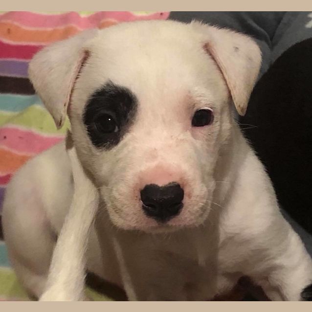 Photo of Puppy Patch Dl 1929