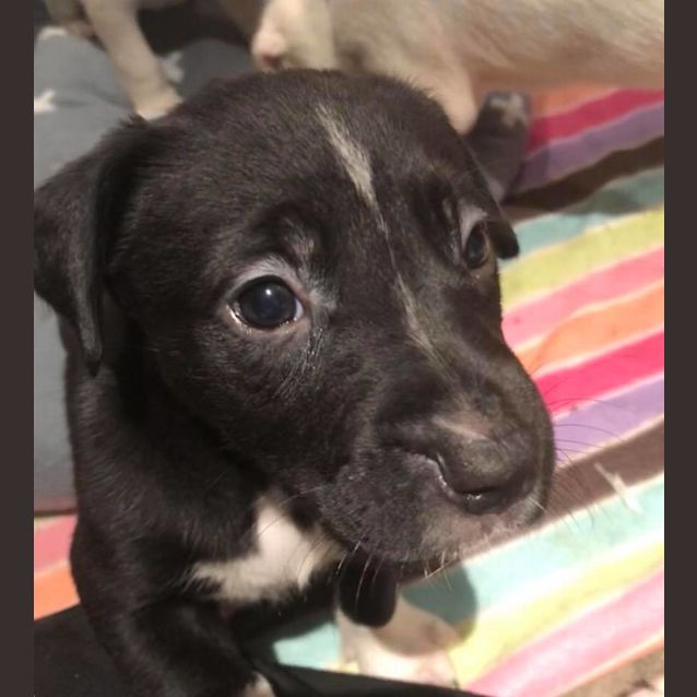 Photo of Puppy Nash Dl1924