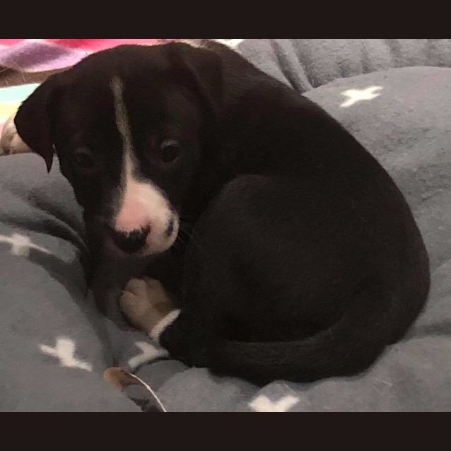 Photo of Puppy Opal Dl1922