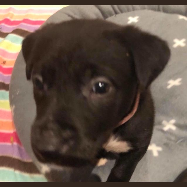 Photo of Puppy Shylah Dl1926