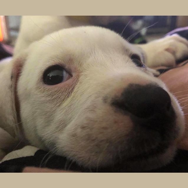 Photo of Puppy Halle Dl1920