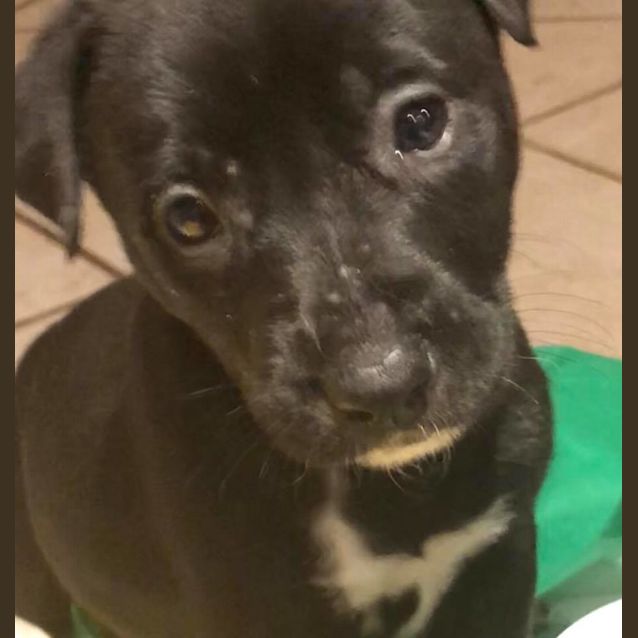 Photo of Puppy Piper Dl1927