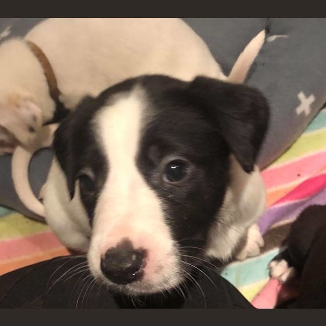 Photo of Puppy Iris Dl1921