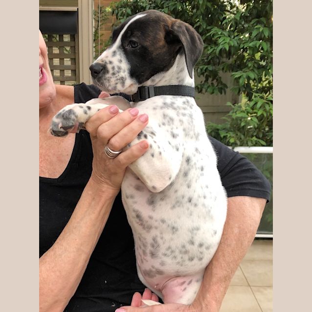 Photo of Pippa