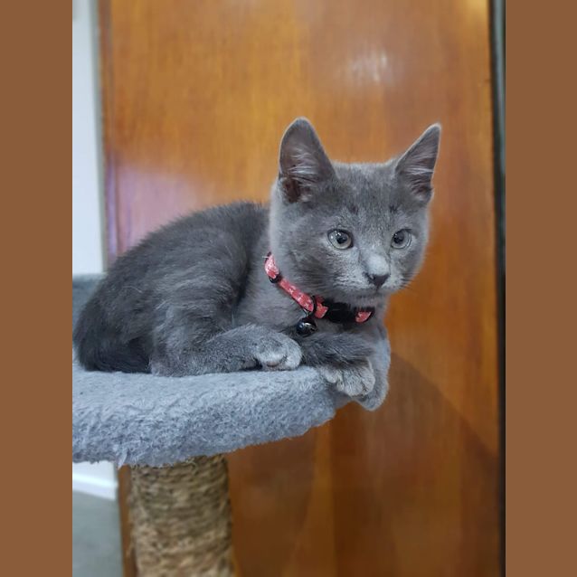 Photo of Captain Blue 