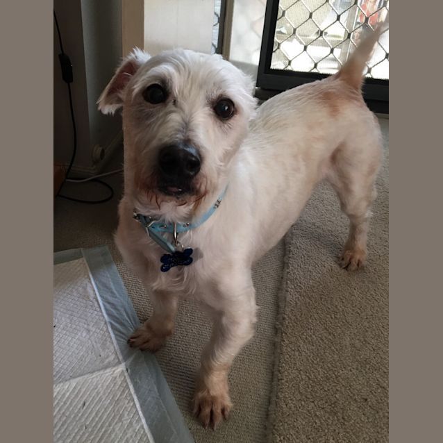 Photo of Toby A Lovely Older Boy 