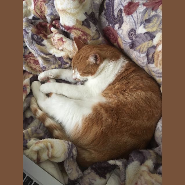 Photo of Pixie 