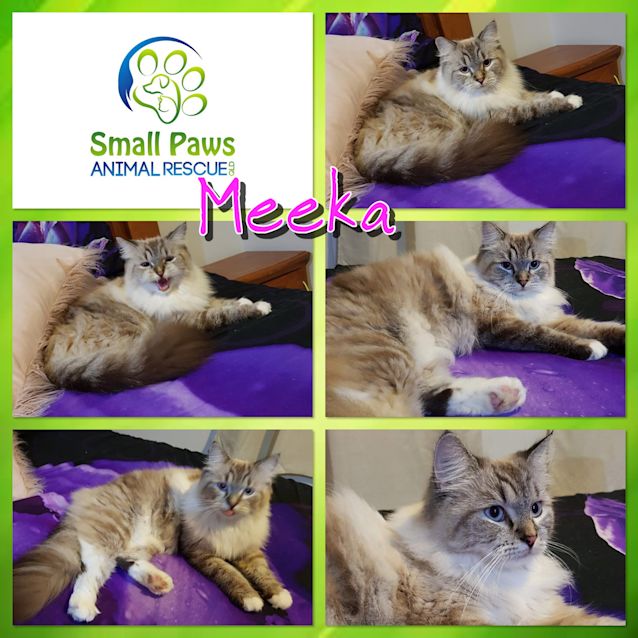 Photo of Meeka