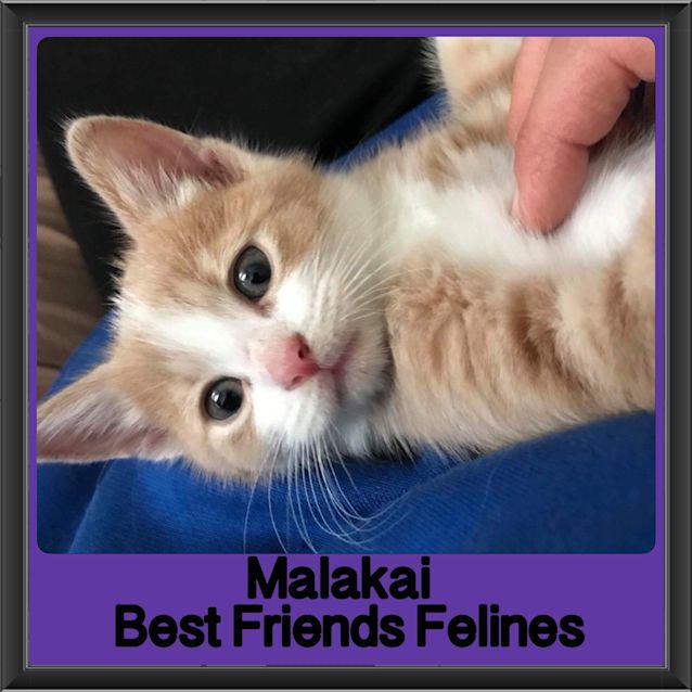 Photo of Malakai 