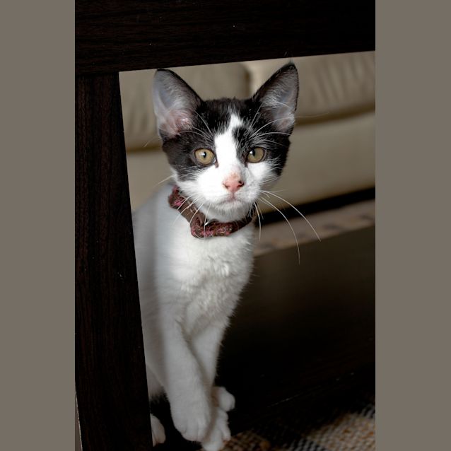 Photo of Joey