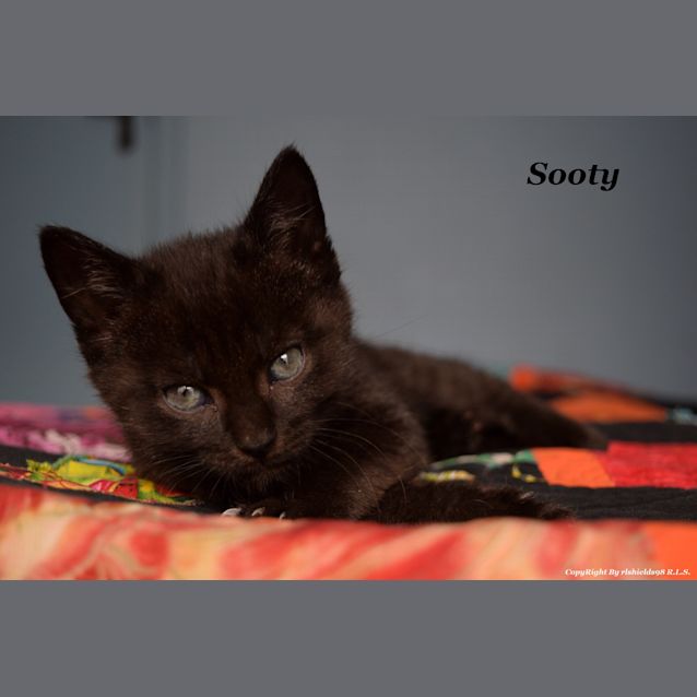 Photo of Sooty