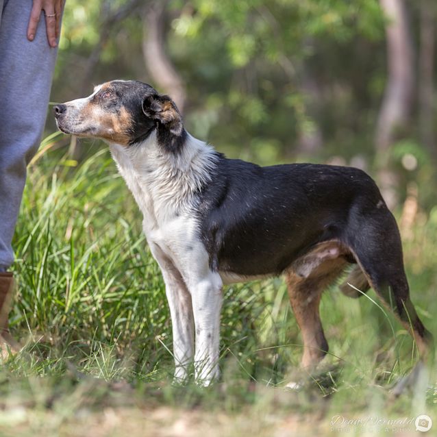 Photo of Banjo ~ Border Collie X (On Trial 13/7/18)