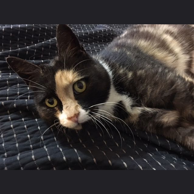 Photo of Pumpkin