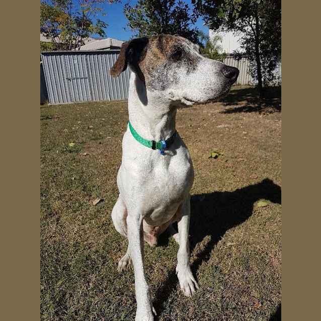 Photo of Diesel 