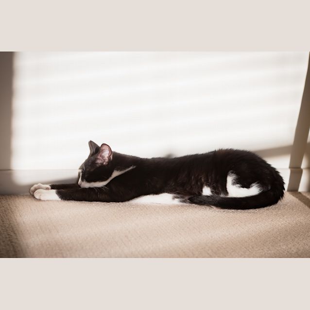 Photo of Lulu ~ Kitten (On Trial 12/7/2018)