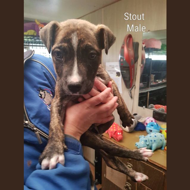 Photo of Stout