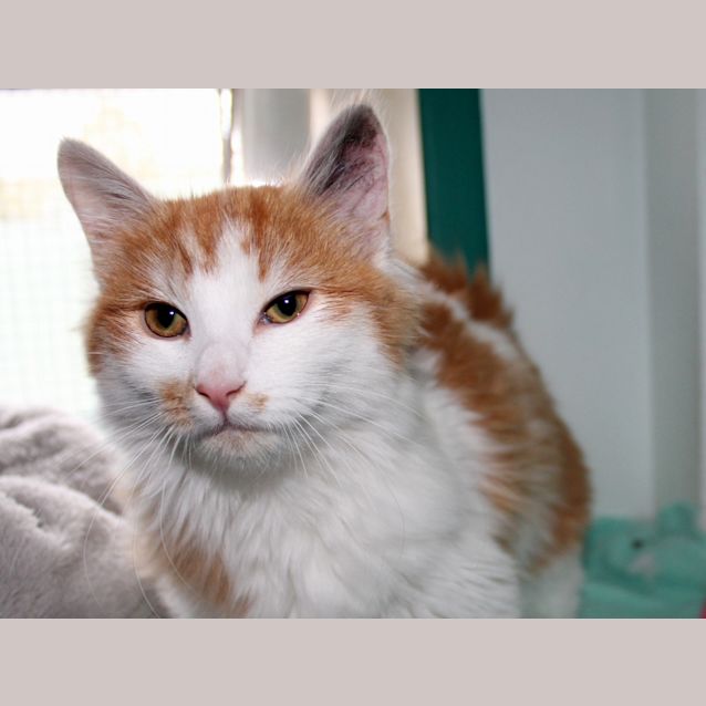 Photo of Daphne