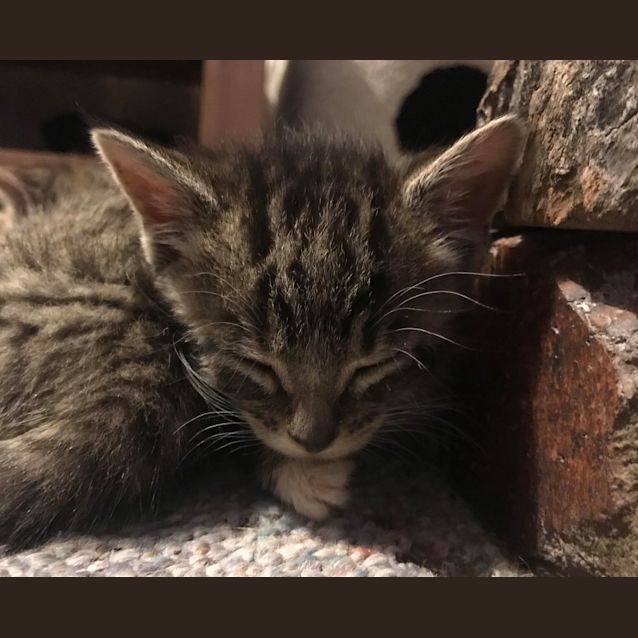 Photo of Piper