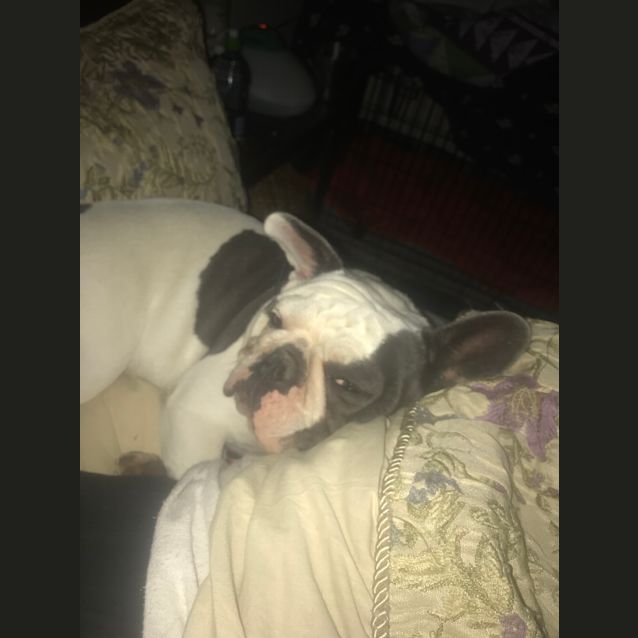 Photo of Frankie ( Greta)