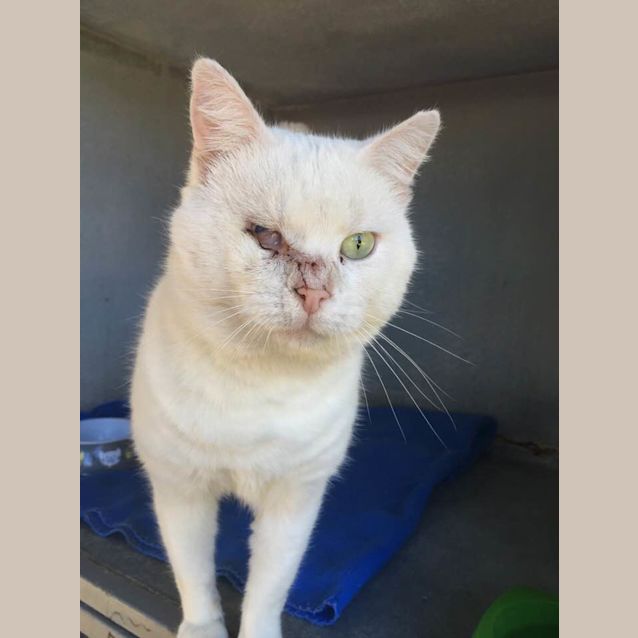 Photo of Virgo (Ca V18 205) *I'm Free To Adopt*